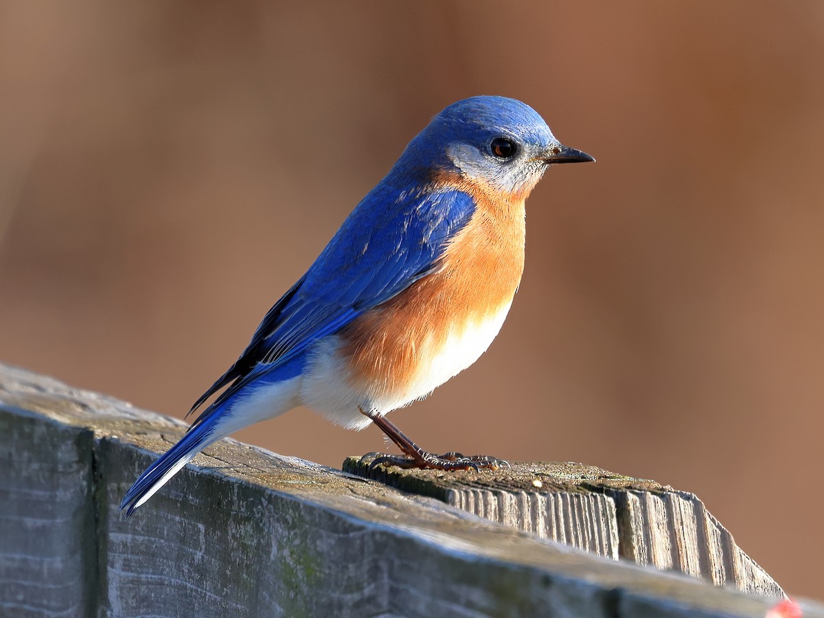 Eastern Bluebird - ML627731849