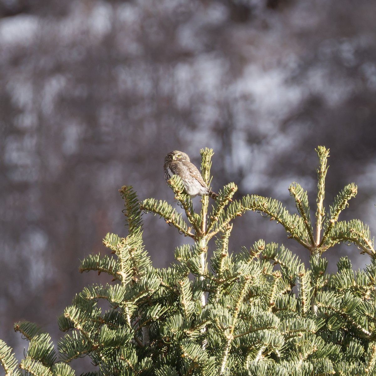 Northern Pygmy-Owl - ML627731860