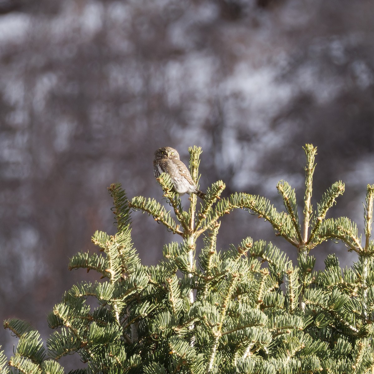Northern Pygmy-Owl - ML627731861