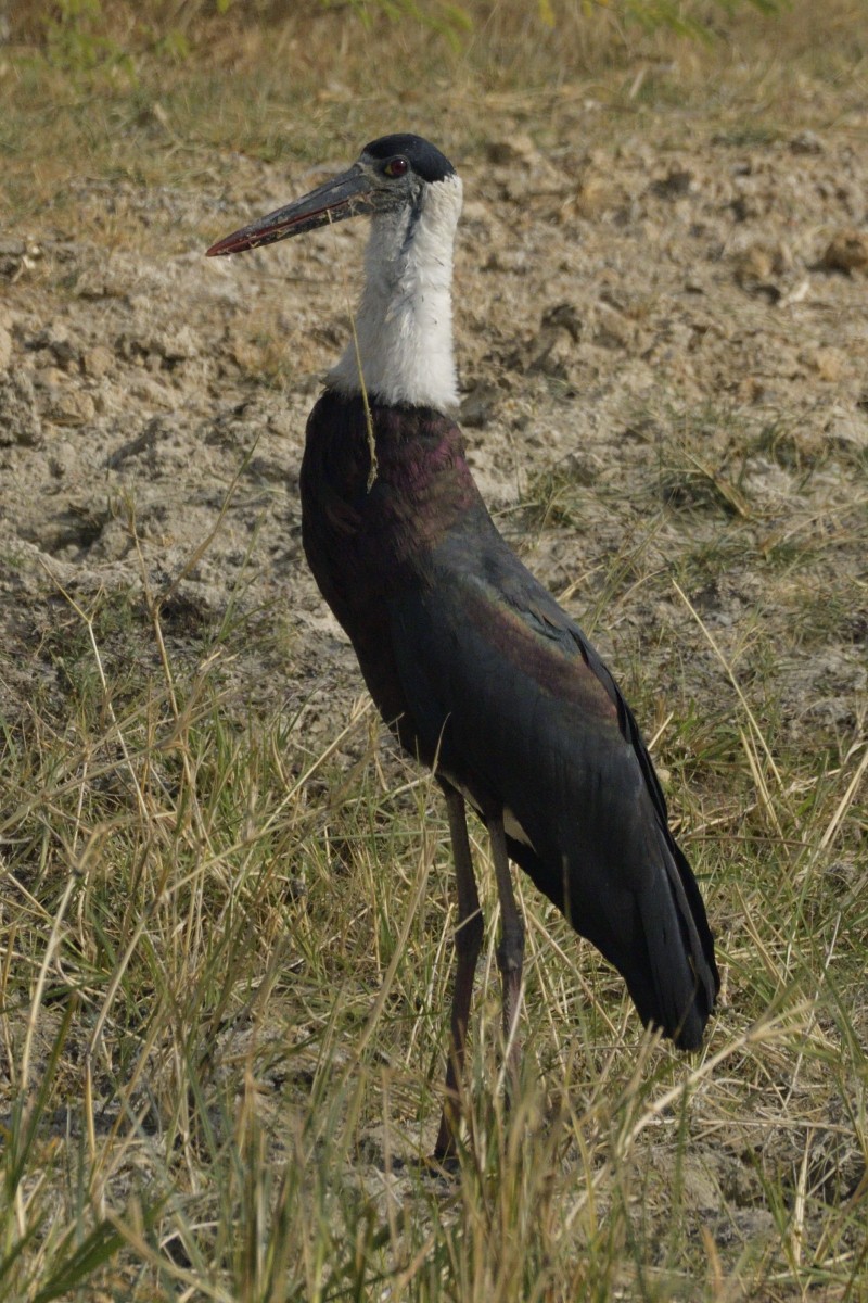 Asian Woolly-necked Stork - ML627731941