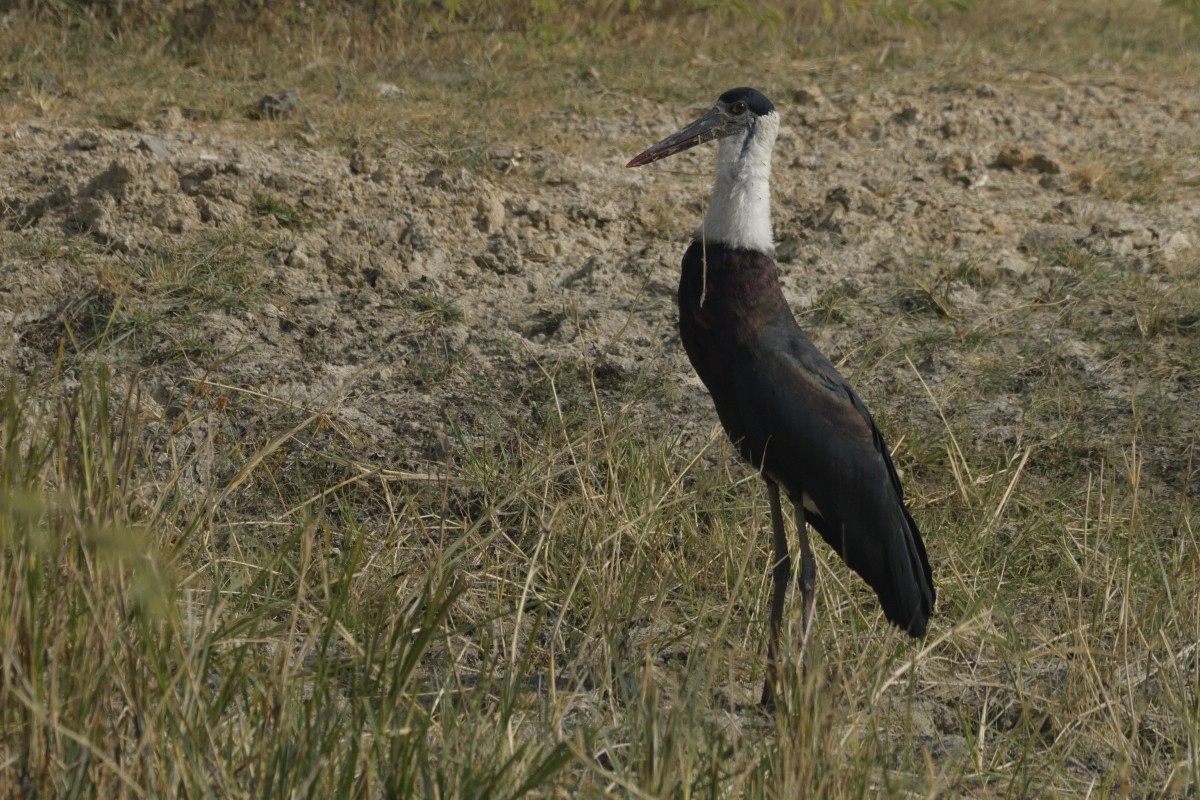 Asian Woolly-necked Stork - ML627731942