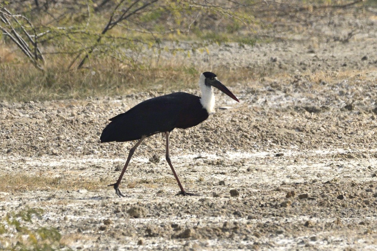 Asian Woolly-necked Stork - ML627731943