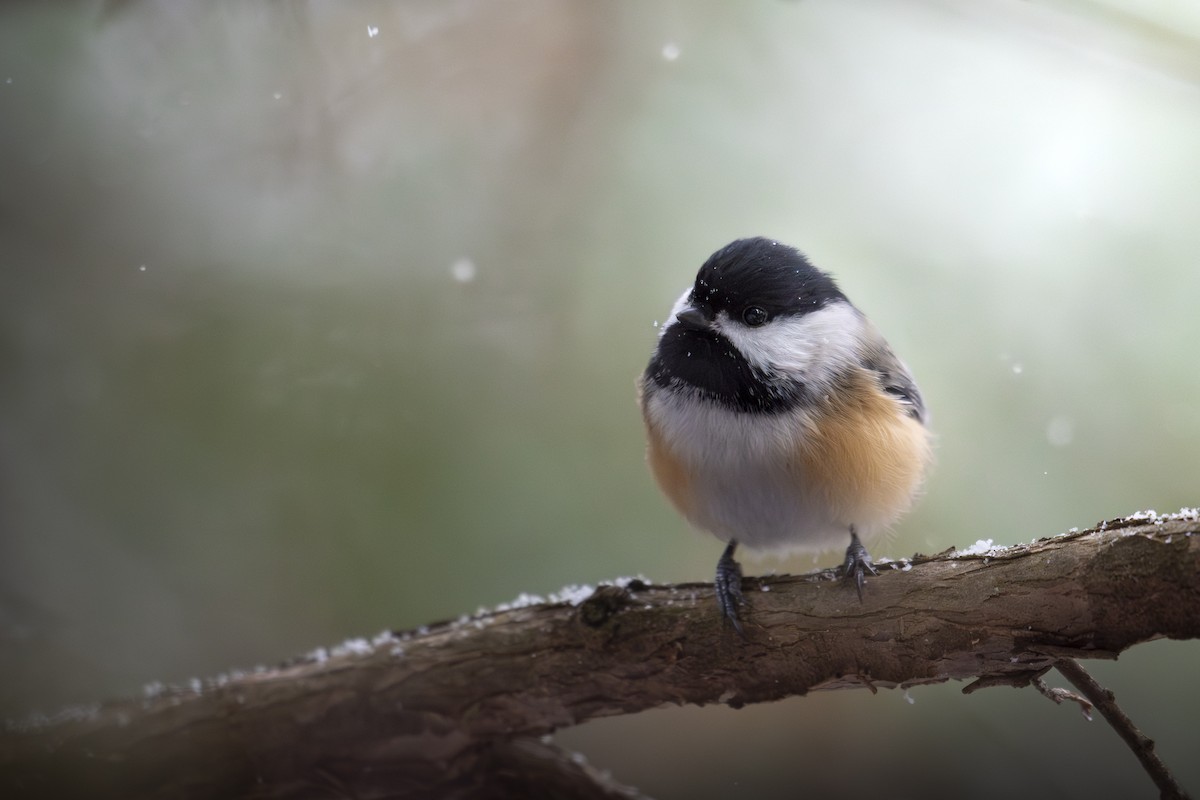 Black-capped Chickadee - ML627731966