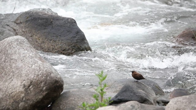 Brown Dipper - ML627731970