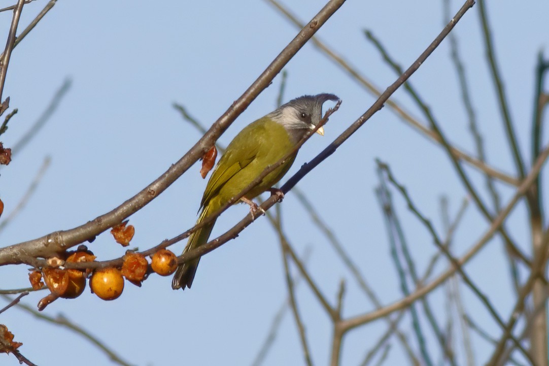 Crested Finchbill - ML627731992