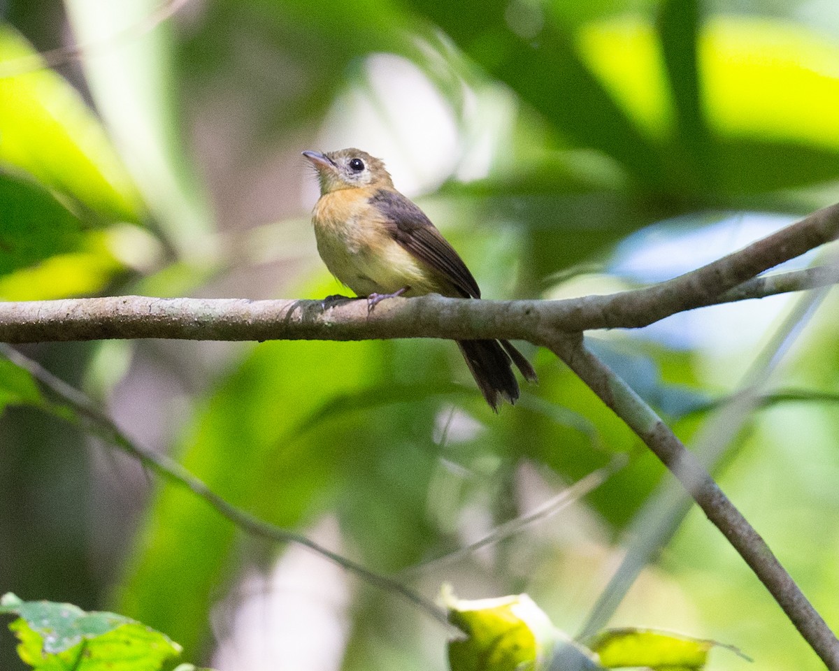 Sulphur-rumped Flycatcher - ML627732072