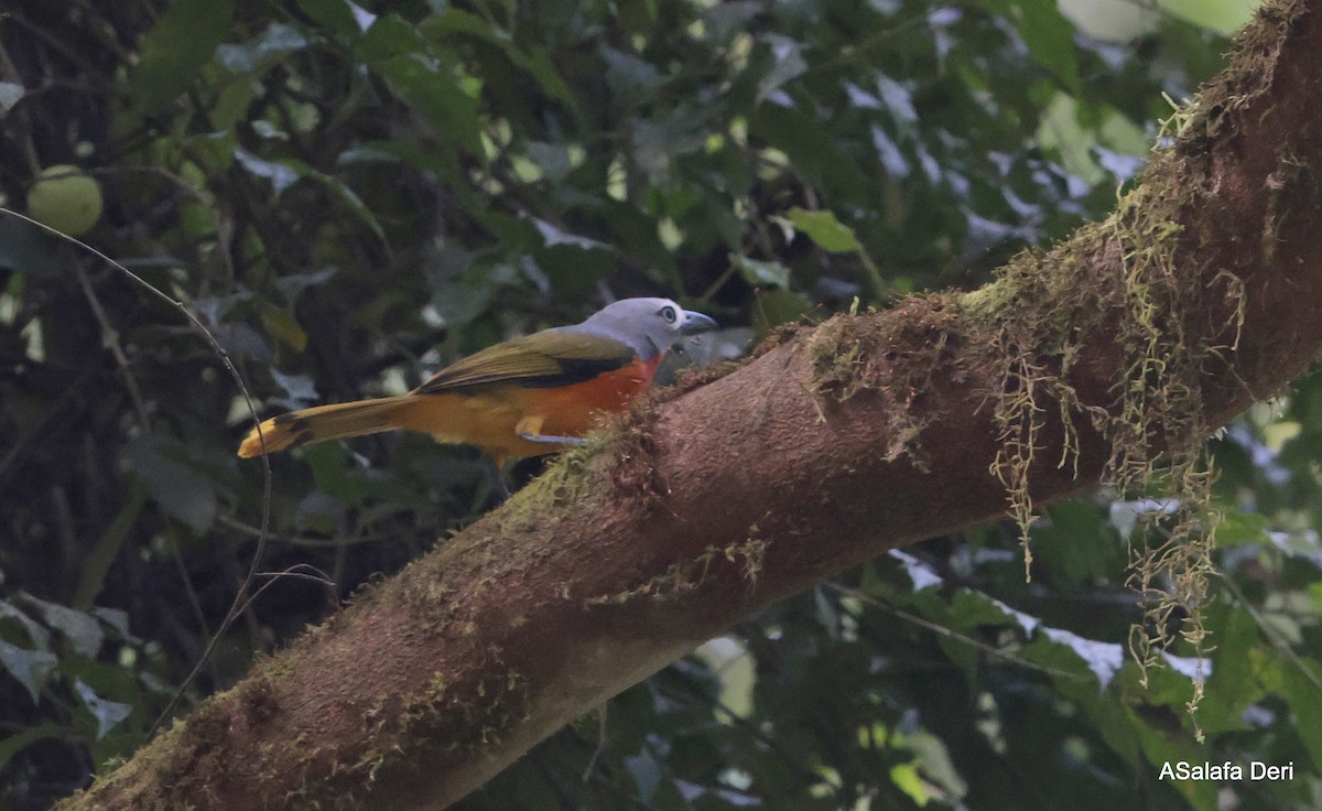 Fiery-breasted Bushshrike - ML627732121