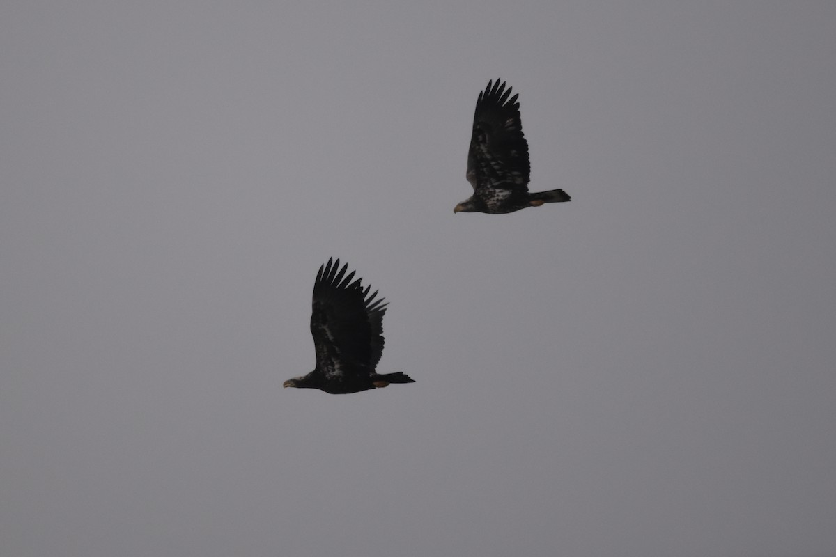 Bald Eagle - ML627732141