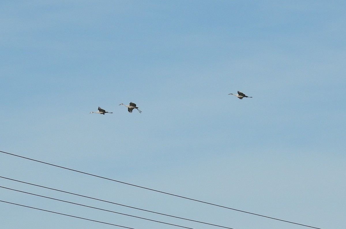 Sandhill Crane - ML627732174