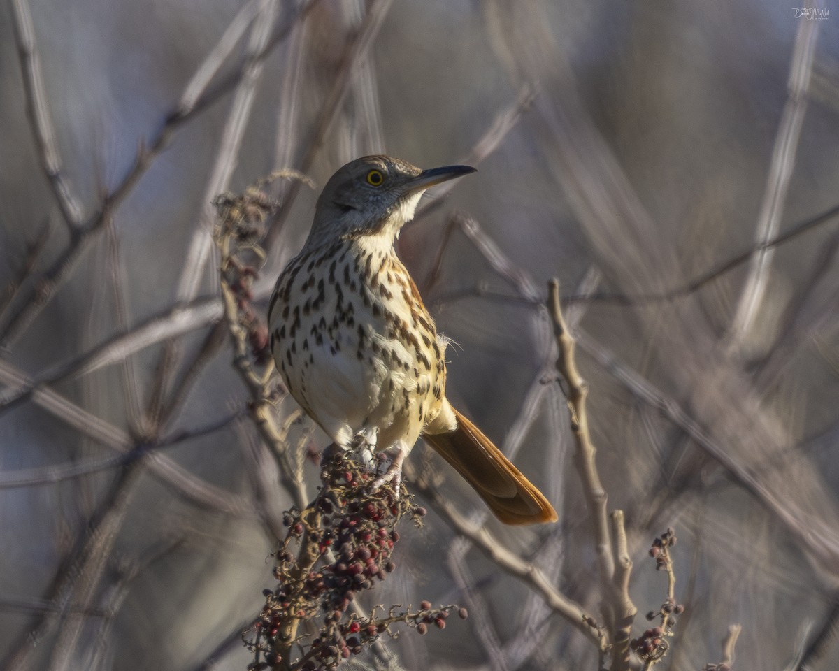 Brown Thrasher - ML627732216