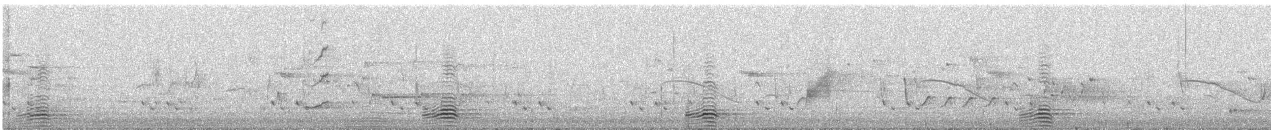 Tadorne d'Australie - ML627732277