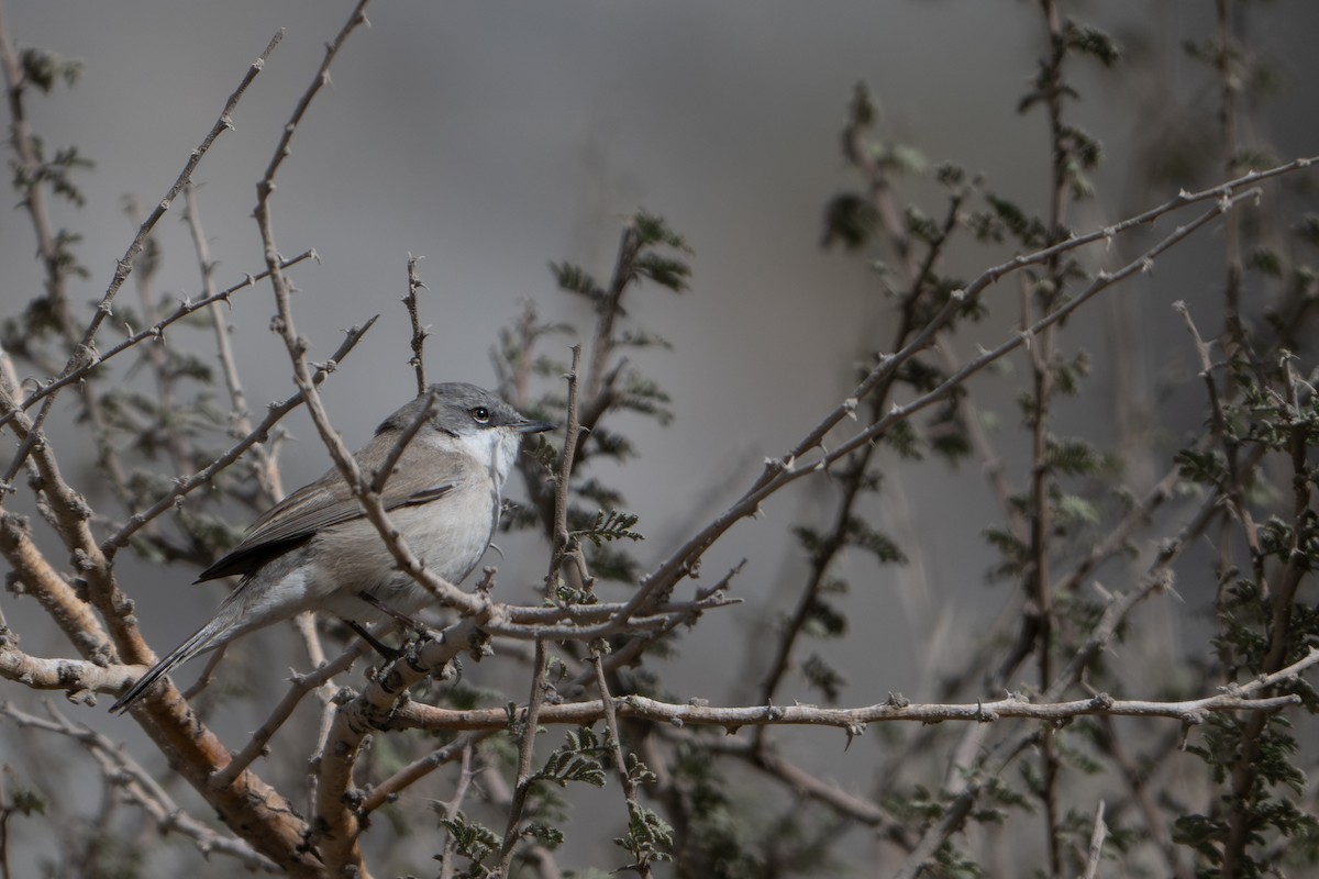Lesser Whitethroat - ML627732351