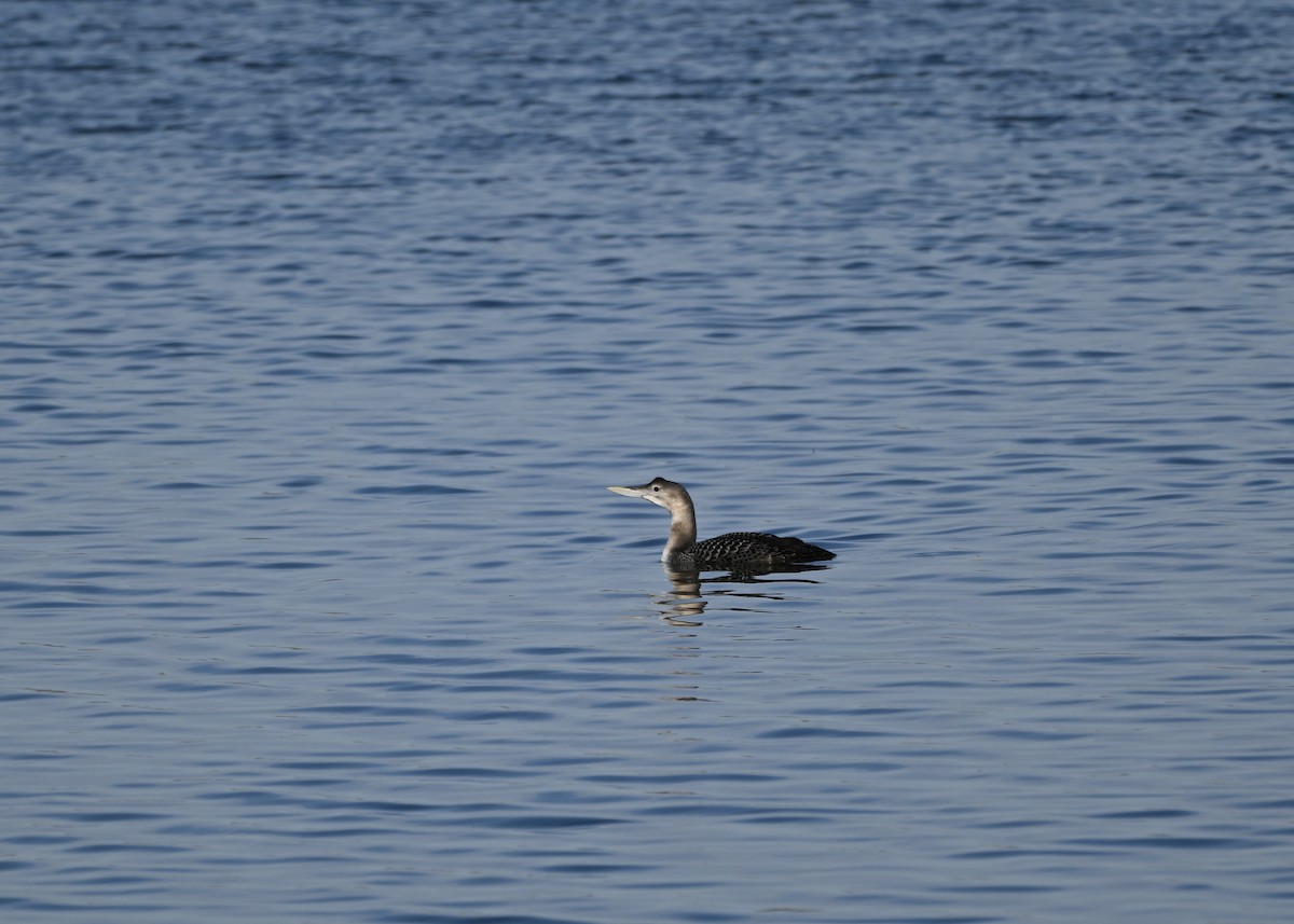Yellow-billed Loon - ML627732412