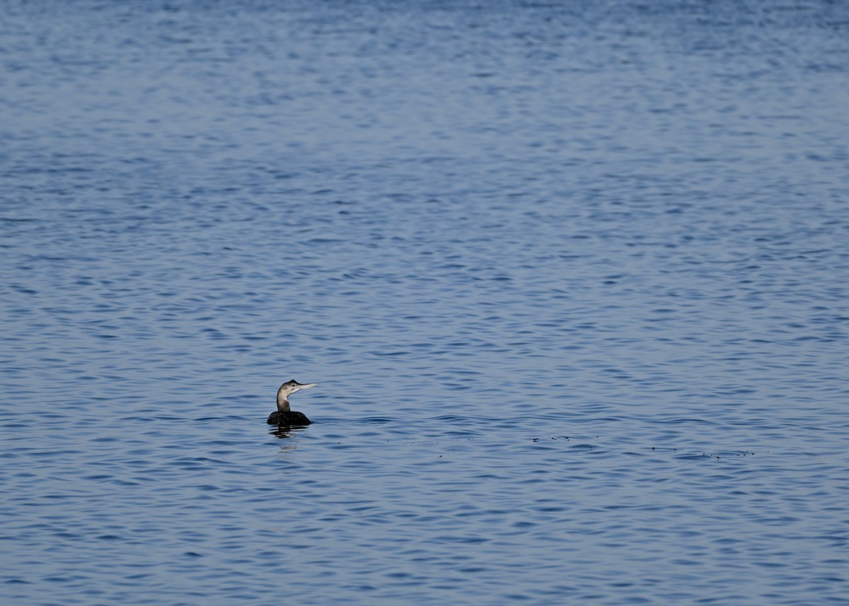 Yellow-billed Loon - ML627732413