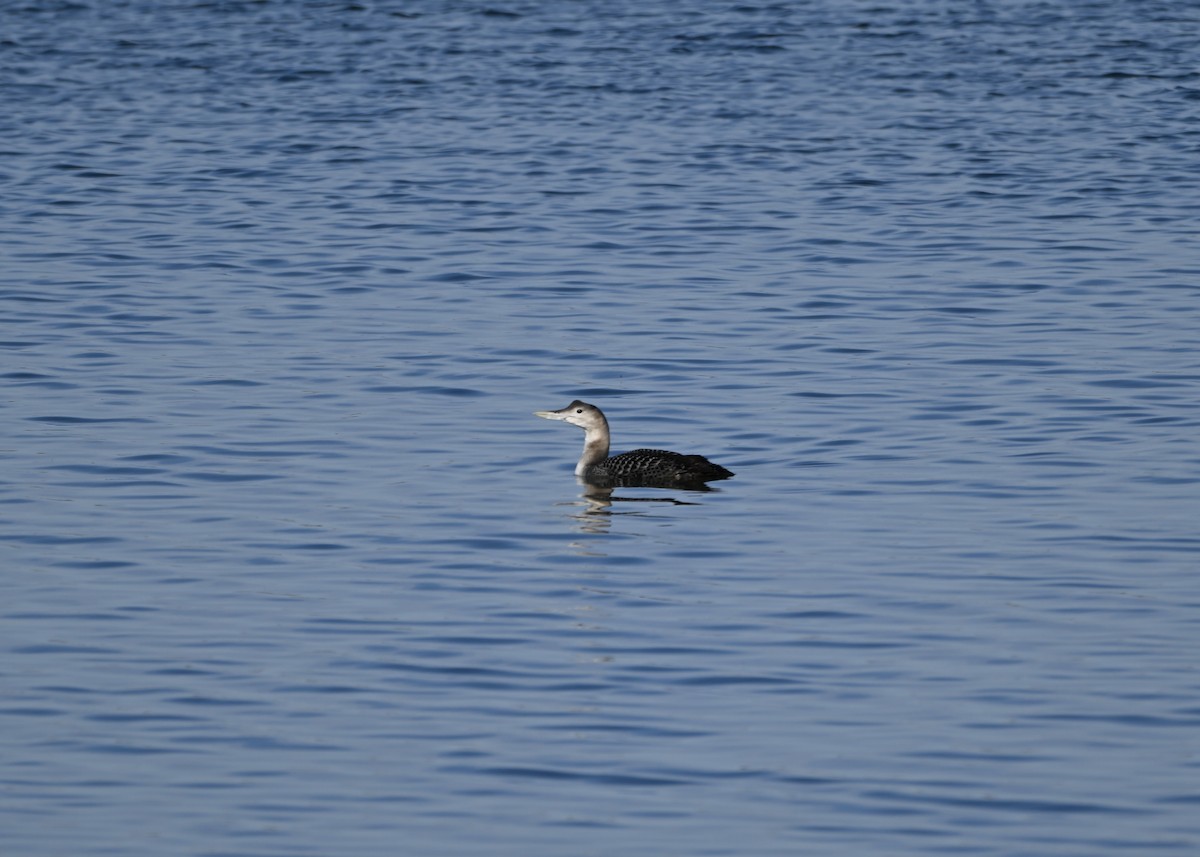 Yellow-billed Loon - ML627732414