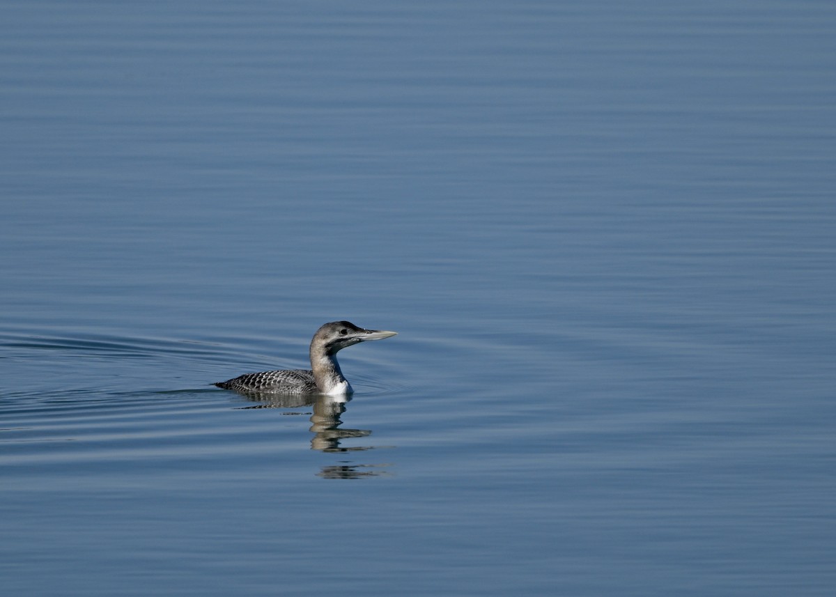 Yellow-billed Loon - ML627732445