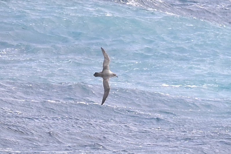 Gray Petrel - ML627732456