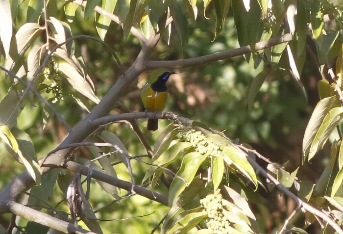 Orange-bellied Leafbird - ML627732483