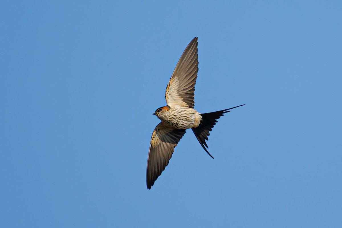 Eastern Red-rumped Swallow (Striated) - ML627732558