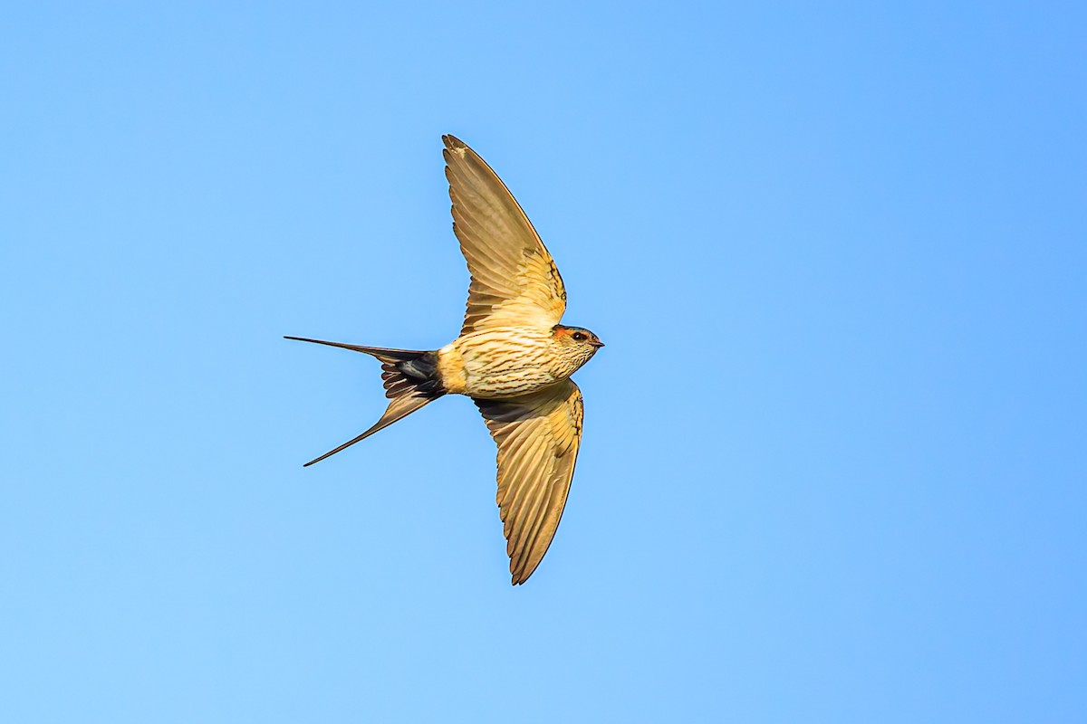 Eastern Red-rumped Swallow (Striated) - ML627732563