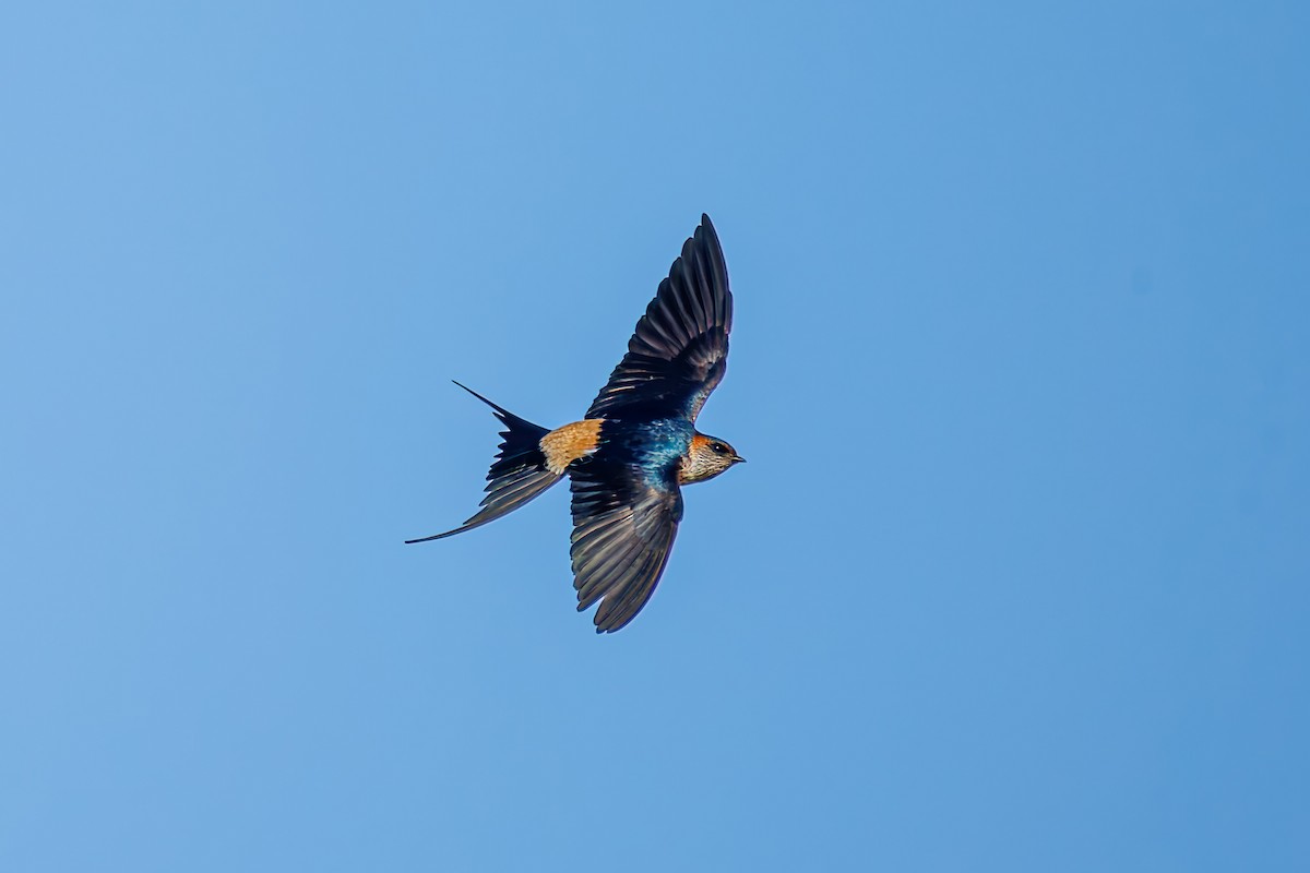 Eastern Red-rumped Swallow (Striated) - ML627732565