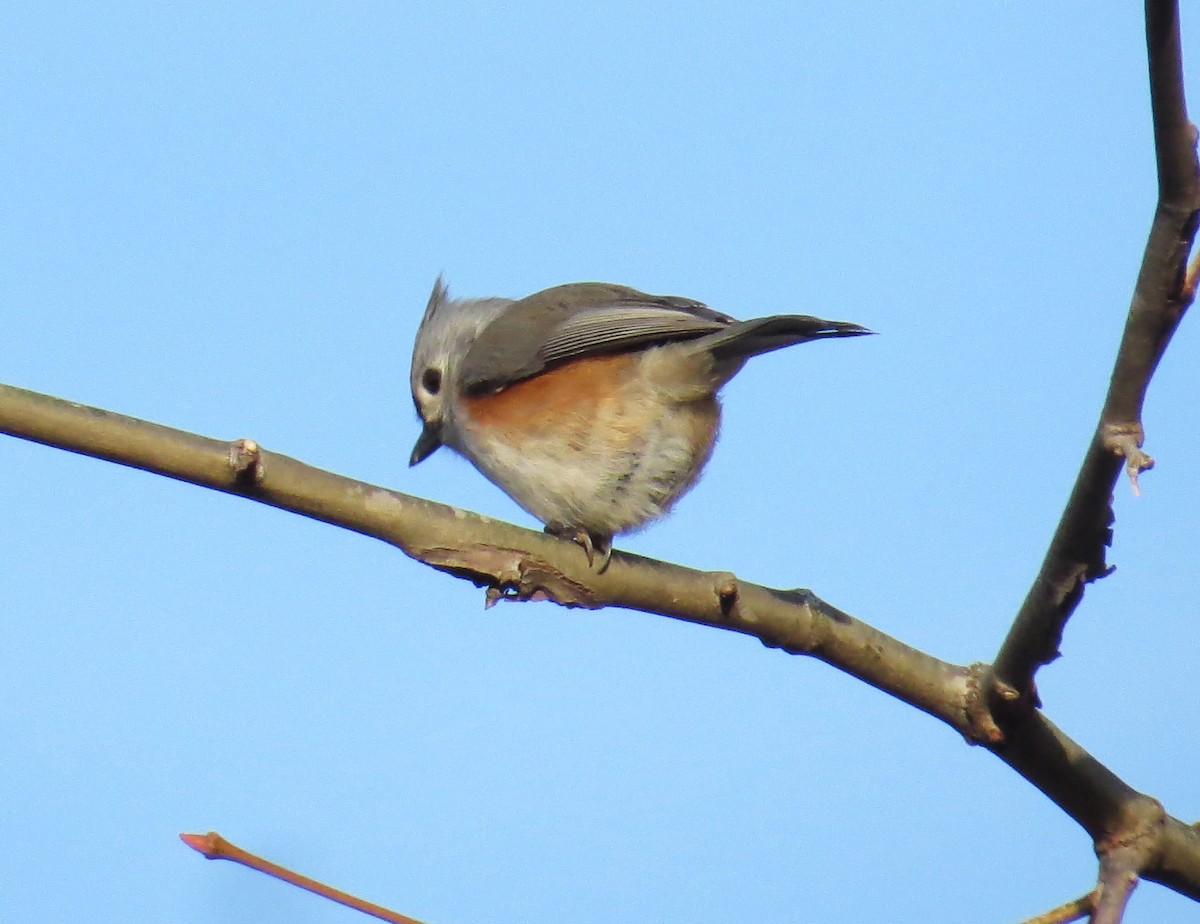 Tufted Titmouse - ML627732596