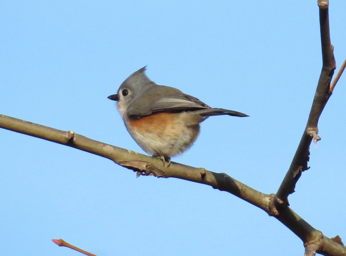 Tufted Titmouse - ML627732597