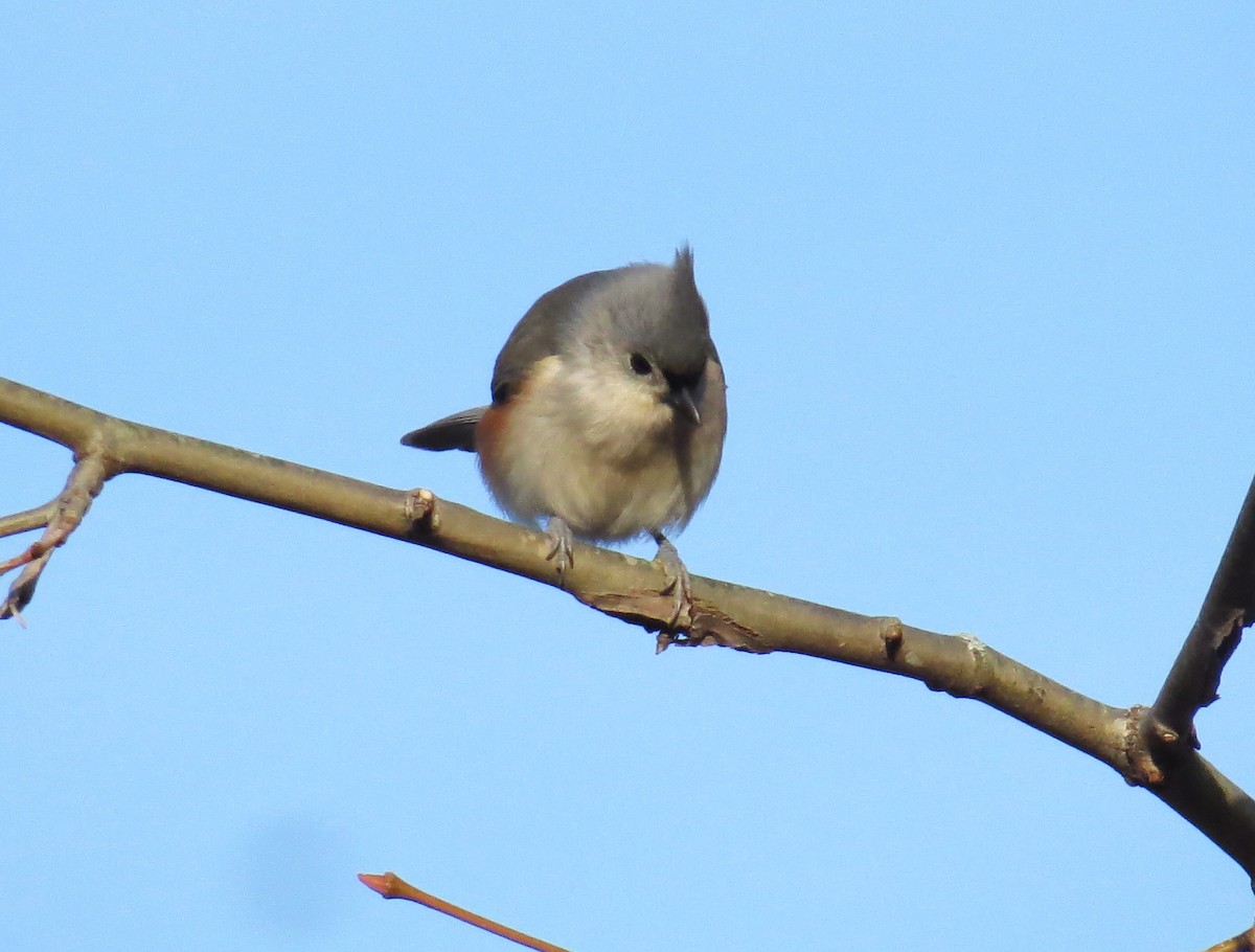 Tufted Titmouse - ML627732600