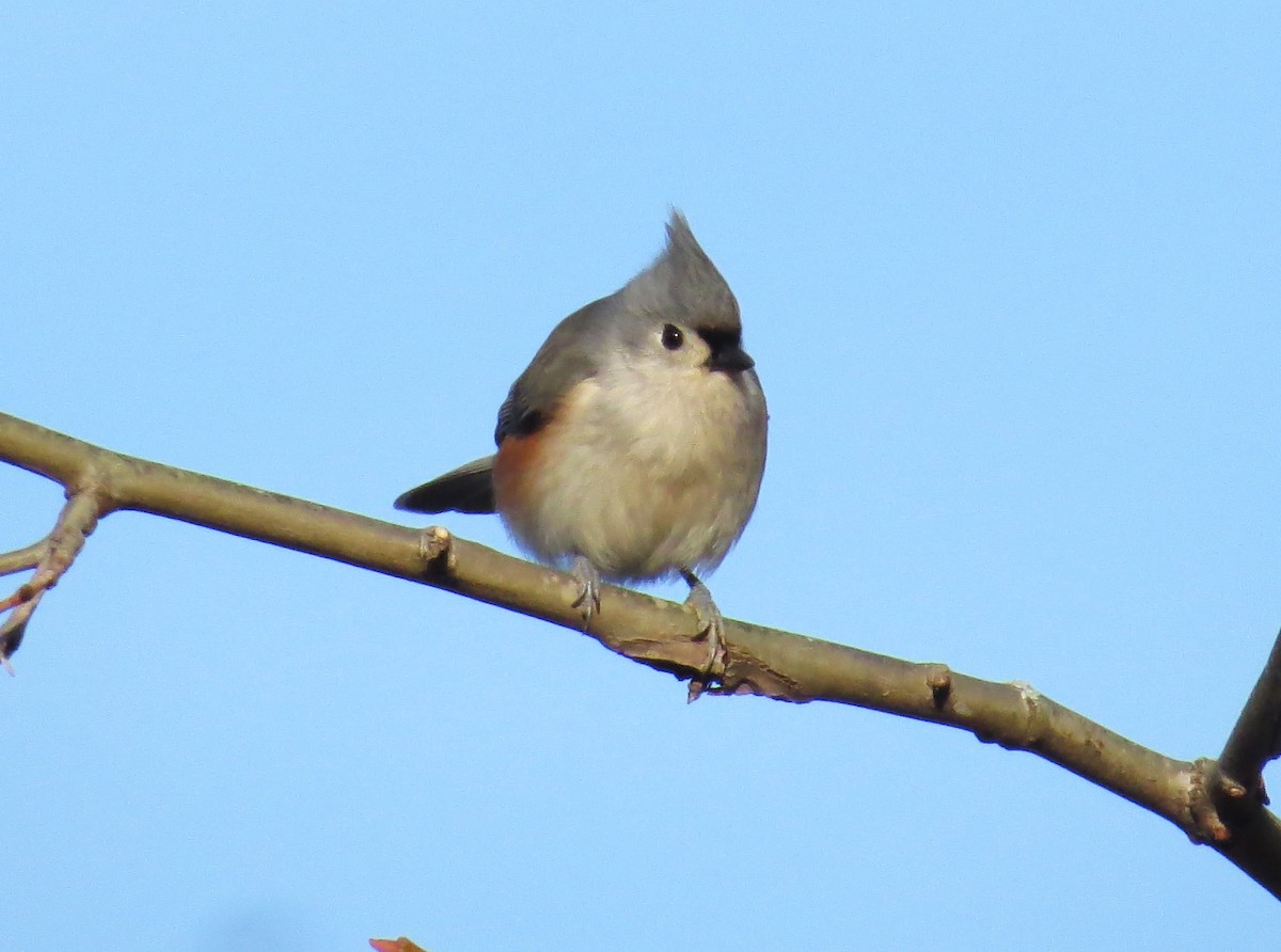 Tufted Titmouse - ML627732601