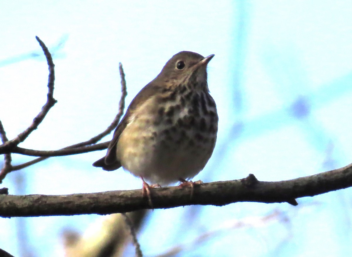 Hermit Thrush - ML627732607