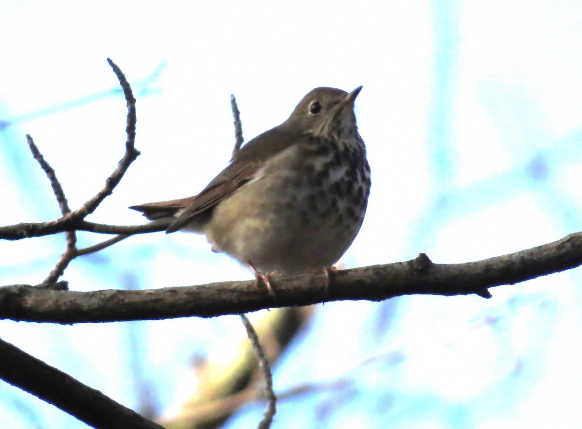 Hermit Thrush - ML627732625