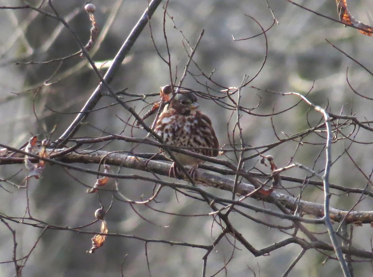 Fox Sparrow - ML627732635