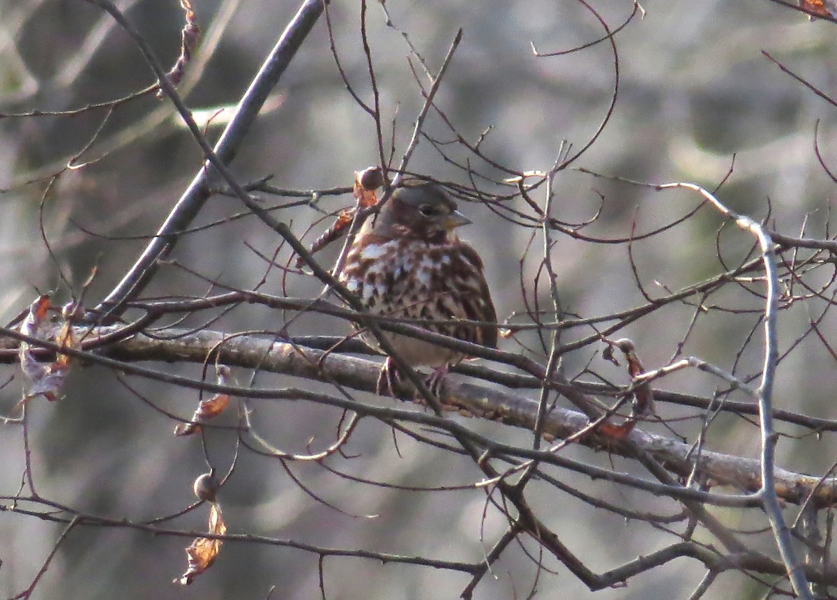 Fox Sparrow - ML627732647