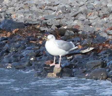 American Herring Gull - ML627732663