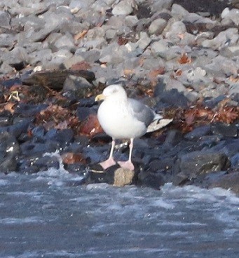 American Herring Gull - ML627732664