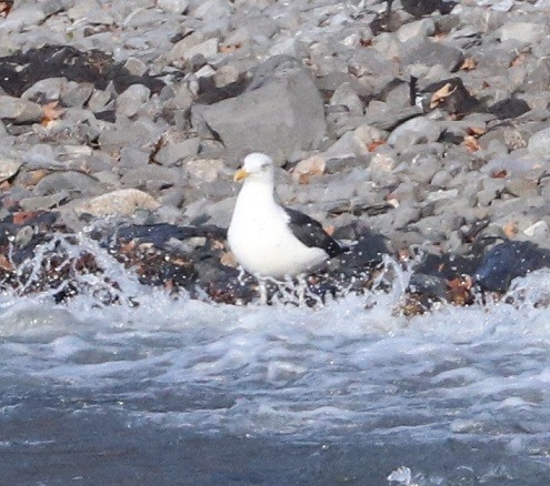 Great Black-backed Gull - ML627732672