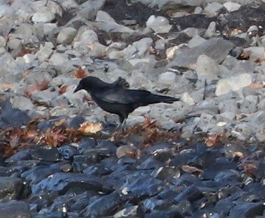 American Crow - ML627732675