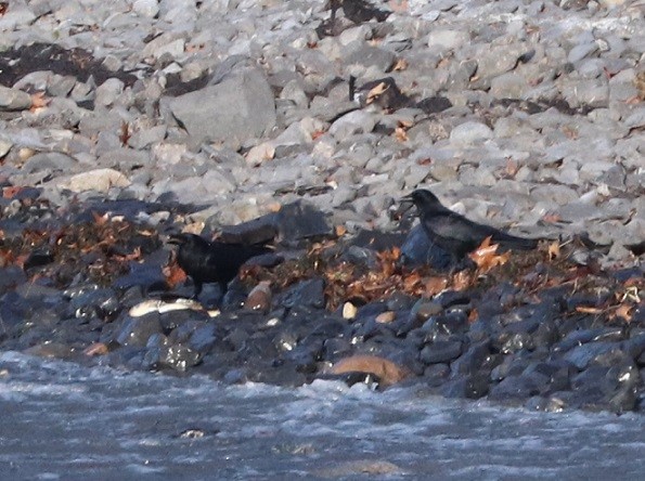 American Crow - ML627732676