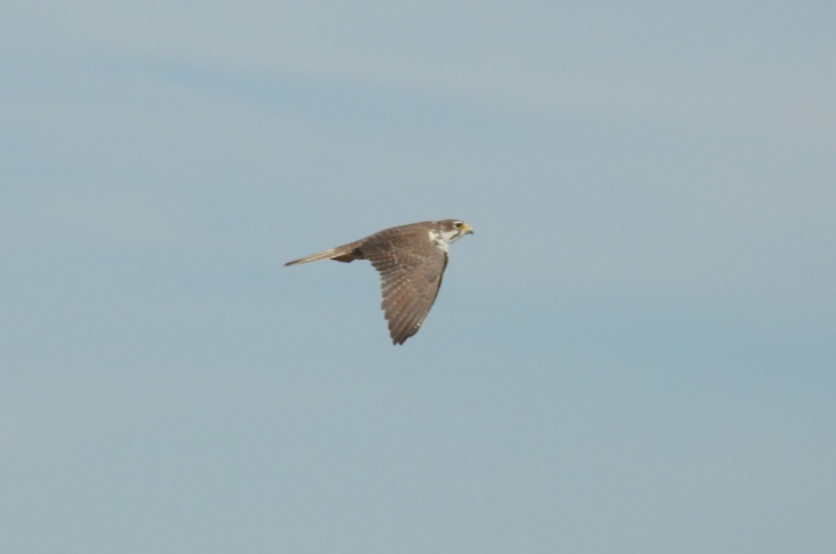 Prairie Falcon - ML627732717