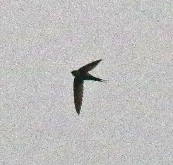 Malagasy Palm Swift - ML627732767