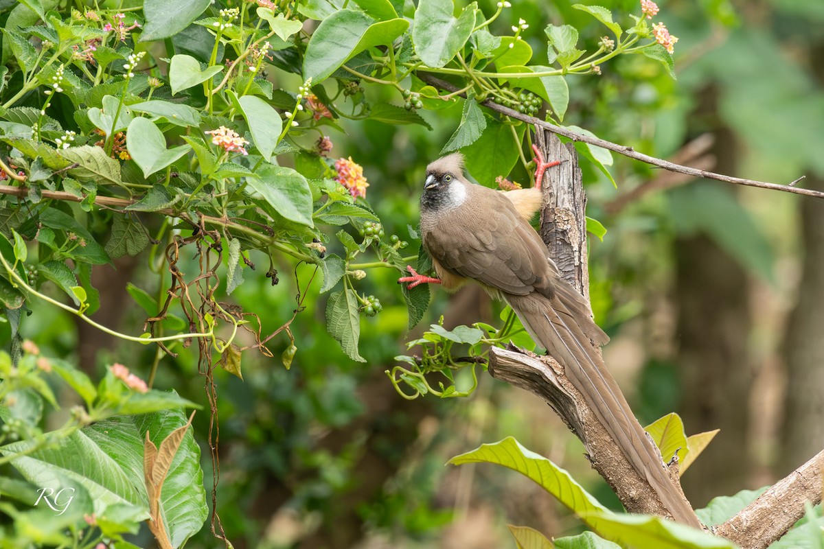 Speckled Mousebird - ML627732872