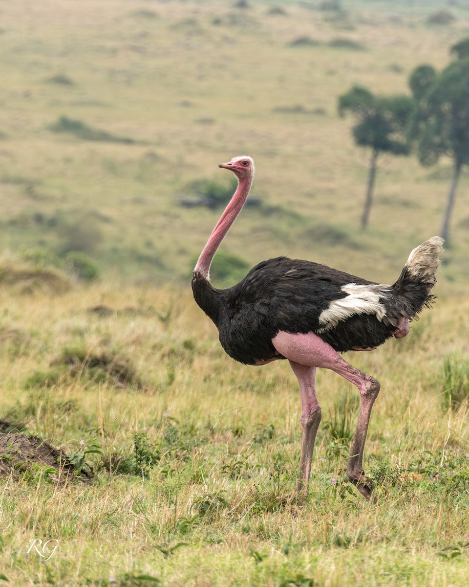 Common Ostrich - ML627732887