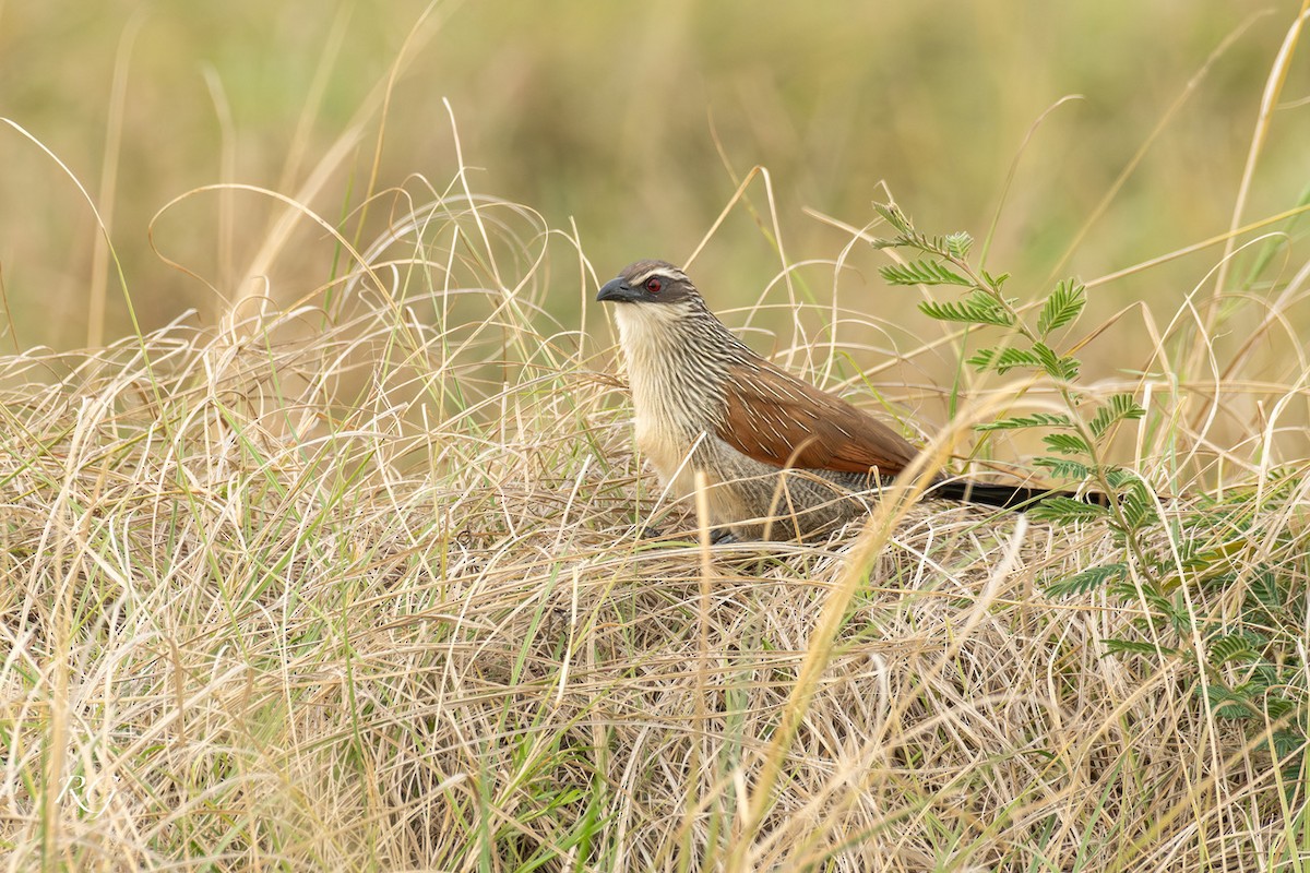 White-browed Coucal - ML627732894