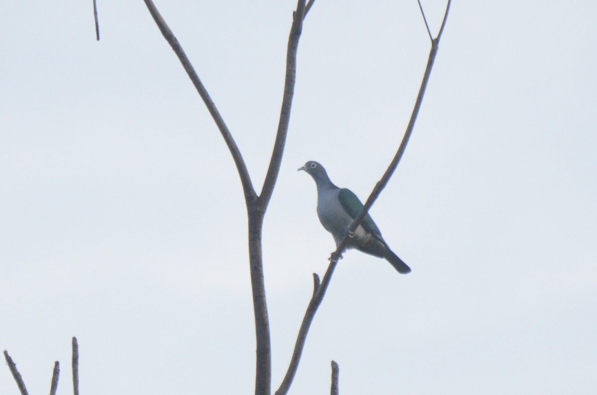 Spectacled Imperial-Pigeon - ML627732925