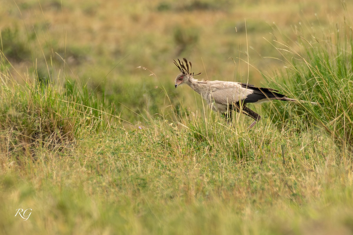 Secretarybird - ML627732927