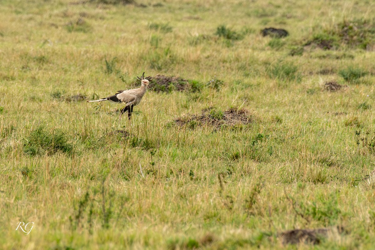 Secretarybird - ML627732928