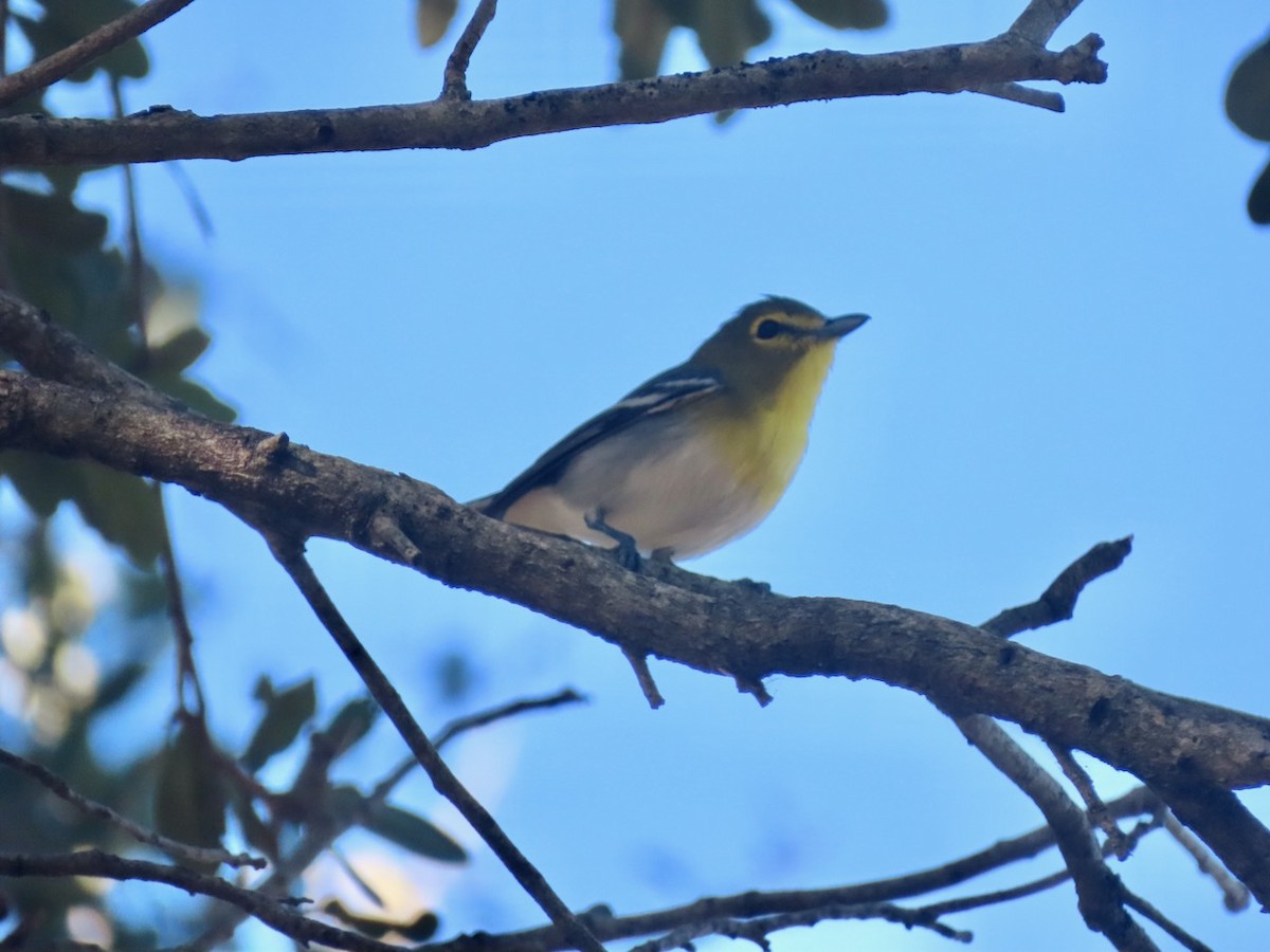 Yellow-throated Vireo - ML627732930