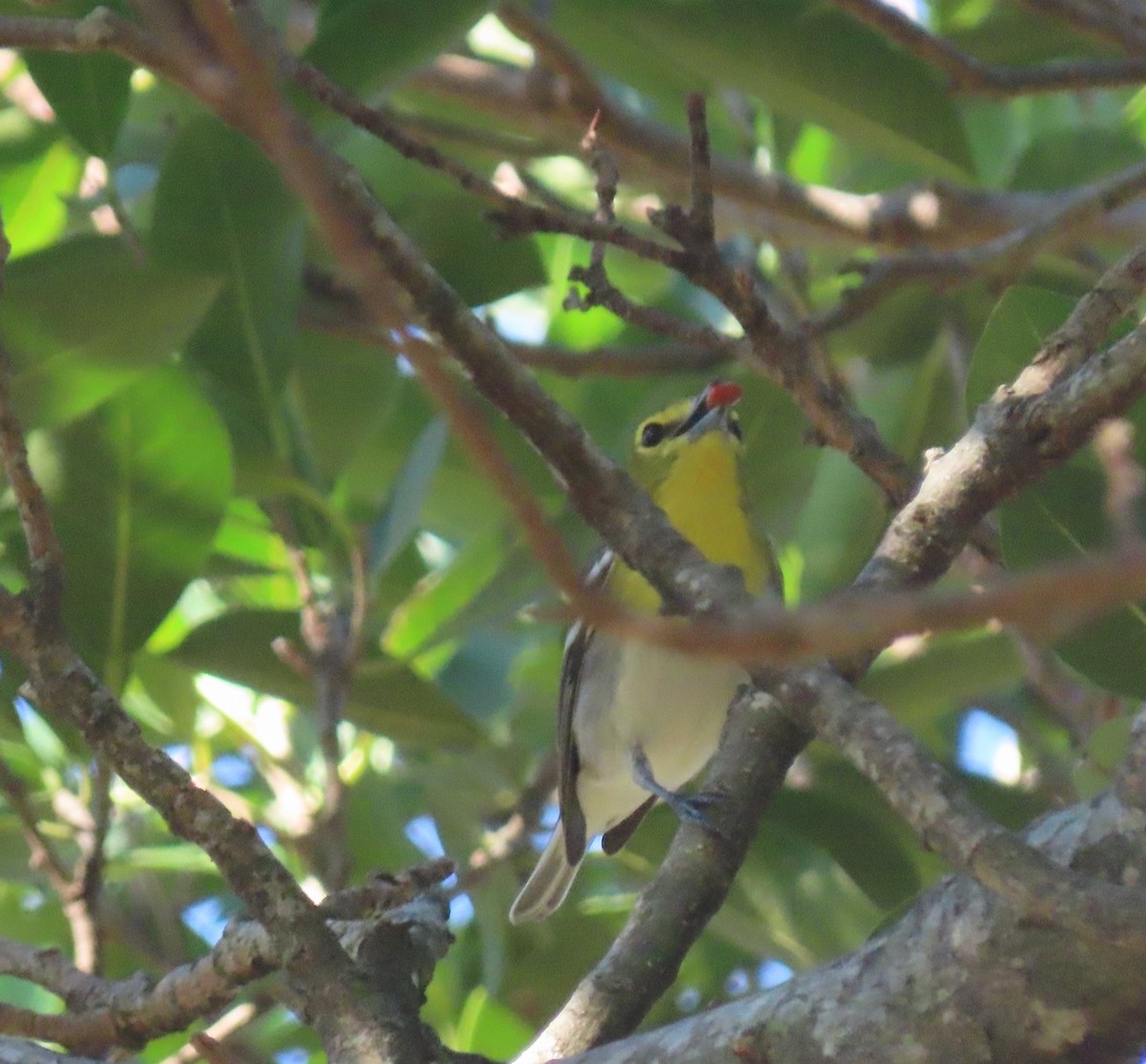 Yellow-throated Vireo - ML627732931