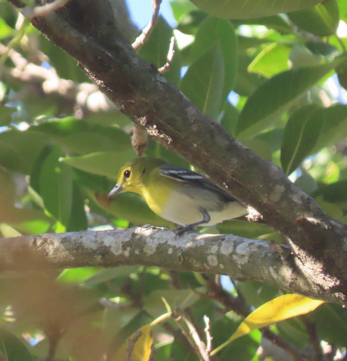 Yellow-throated Vireo - ML627732932