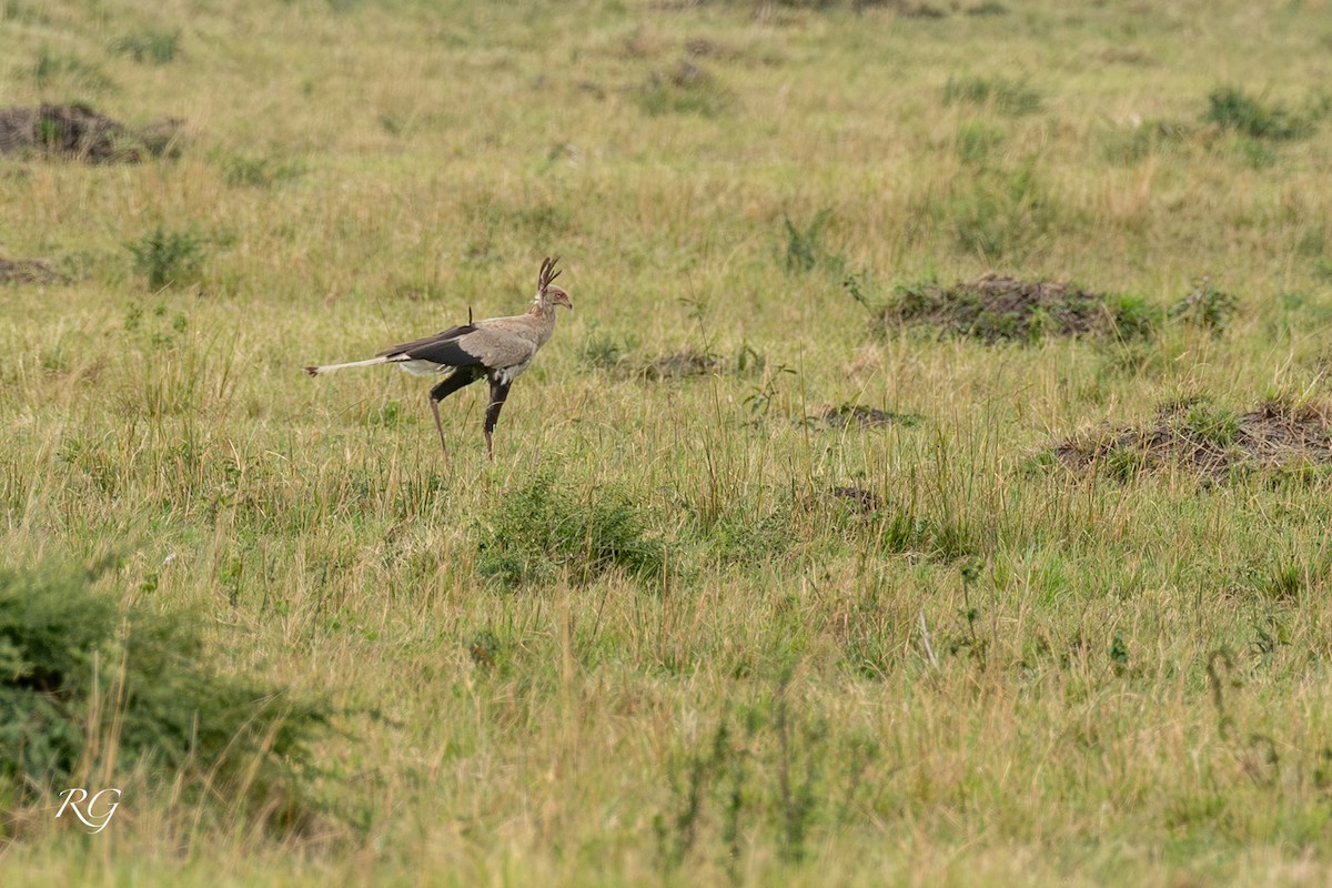 Secretarybird - ML627732936